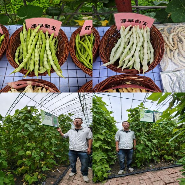 交流了近年来种质创新