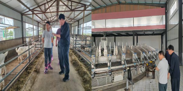 庆阳市环县陇东黑山羊存栏有所下降