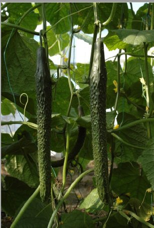 图片9 第一雌花生于5-7节位上