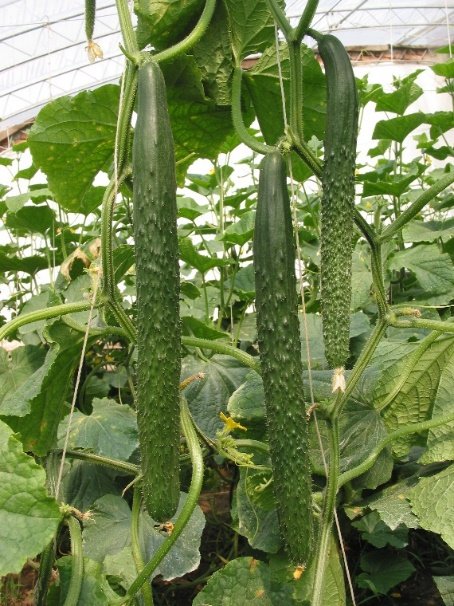 图片6 植株生长势中等