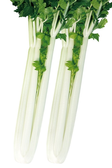 天津科润蔬菜研究所选育而成